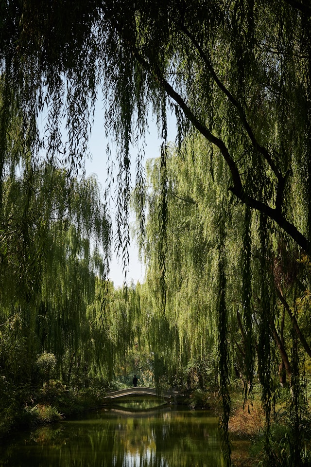 banner-area